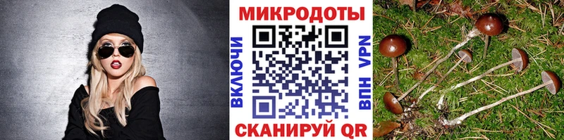 Псилоцибиновые грибы Cubensis  Брянск 