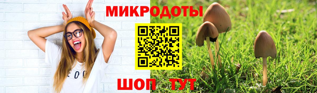 Галлюциногенные грибы Psilocybe Брянск